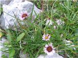 Cvetje pri tej vrsti ni tako odpret-Erigeron alpinus.