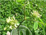 Našel sem ta grahovec-sladki grahovec-Astragalus glycyphyllos.