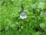 Timijanov jetičnik-podvrsta -Veronica serpyllifolia subsp. humifusa.