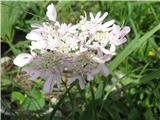 Zagledam tudi te lepotice-Rožnordeči dežen-Heracleum austriacum ssp. siifolium.