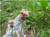 Alpski planinšček-Homogyne alpina.