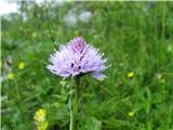 Navadna oblasta kukavica-Orchis globosa, Alpina flora jo imenuje tudi Traunsteinera globosa. Spomladi je pogosta.