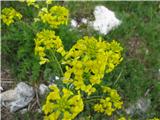 Kranjski šebenik-Erysimum carniolicum-križnice-Brassicaceae.