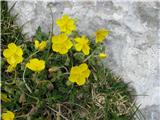 Po skalcah Ježe pa je polno planinskega popona ali sončeca-Helianthemum alpestre.