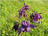 Črnikastovijolična orlica-Aquilegia atrata-zlatičevke-Ranunculaceae.