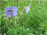 Na travniku v Ukancu pa najdem večje rastišče travniške krvomočnice.Prelepa je.(Geranium pratense).