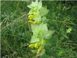 Kosmati škrobotec-Rhinanthus alectorolophus.