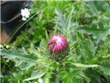 Gorski osat-Cirsium montanum.