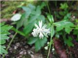 Kranjski kobulček-Astrantia carniolica.