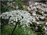 Navadni dežen -Heracleum sphondylium.