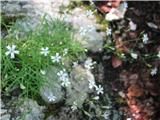 Sem že v skalah Komarče-s skal visi skalna lepnica-Silene rupestris.