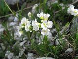 Nato se vrnem k domu in se odpravim proti Bohinjskim vratcem na Verner-na poti je veliko bohinjskega repnjaka.