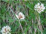 Bleda detelja-Trifolium pallescens-to je pa že prava gorska detelja-to se našel na planini Velo polje pod  Vodnikovim domom.