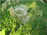 Na obali jezera je ogromno brestovolistnega oslada-Filipendula ulmaria-žal je slikca slaba.