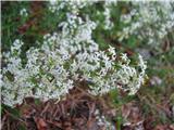 Severna lakota-Galium boreale.