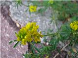 Polegla meteljka -Medicago prostrata.