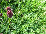 na nepokošenih pašnikih je polno zdravilne strašnice-Sanguisorba officinalis.