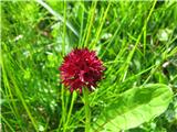 Nigritella austriaca.