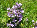 Prišel sem tudi do dna temu sviščevcu-je Gentianella columnae.Drugače pa je malo zmede pri imenovanju. Flora Alpina jih vodi kot Gentiana ,v Italiji pa kot Gentianella.