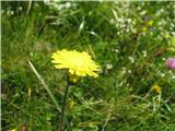 Dolgodlakava škržolica -Hieracium pilosella.Videl sem še več škržilic, grintov in ostalih nizkih,tudi meliščnih rumenk. Med njimi tudi prvič belkasto škržolico.