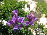 Jacquinova osivnica-Oxytropis jacquinii.