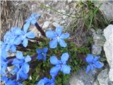 Bavarski svišč-Gentiana bavarica.