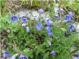 Skalni jetičnik-Veronica fruticans-črnobinovke-rasel na planini Ovčarija-po Hoppeju.