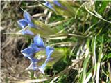 Gentiana clusii E.P. Perrier & Songeon