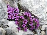 Letos sem prvič našel nasprotnolistnega-Saxifraga oppositifolia subsp. oppositifolia-na Temenu (vrh poleg Kanjavca) in na Velikem Špičju.