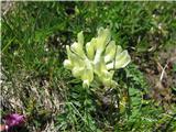 Južni grahovec-Astragalus helveticus.