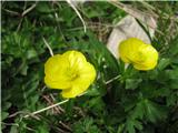 Gorska zlatica-Ranunculus montanus-zlatičevke-Prehodavci. 