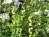 Ščitasta kislica-Rumex scutatus-ima značilne ščitaste liste.