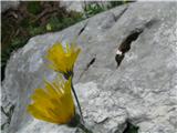 Alpska škržolica -Hieracium alpinum -radičevke-po Hoppeju-na poti na Spodnjo Komno.