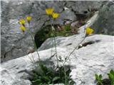 Tako pa zgleda celotna rastlina in njeno rastišče.Je dolgodlakava škržoloca -Hieracium pilosella-radičevke-Cichoriaceae.