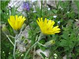 Poleg je rastla podobna roža, vendar popolnoma drugačne rasti, z več cvetovi  na vrhu stebla, vendar nimam listov in celotne rastline- gre za grozdasto škržolico-Hieracium racemosum-radičevke.