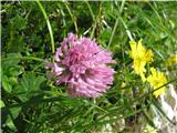 Srednja detelja-Trifolium medium.