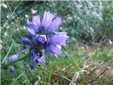 Klopčasta zvončica-imamo več podvrst. Se bom še poigrall katera podvrsta je-Campanula glomerata subsp. glomerata.