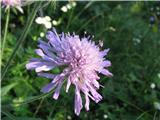 Dolgolistno grabljišče-Knautia longifolia.