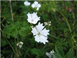 Četverozobi slanozor oziroma lepnica-Silene pusilla. Od planinske lepnice ali slanozorja -Silene quadrifida se ločita le po steblih , ki so pri planinski rahlo rdečkasta.