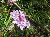 Bleščeči grintavec-Scabiosa lucida  subsp. lucida,imamo še togega , navadnega in travnolistnega .Ločijo se v glavnem po listih.