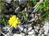 To bo nedvomno kernerjev dimek-Crepis jacquinii ssp. kerneri.Visok je le 5-15 cm.Ima samo en (rečemo regratov cvet) na kratkem steblu. ima zančilne liste.