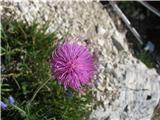 Alpski bodak-Carduus defloratus. Ima več podvrst. Ta je debelolistni-Carduus defloratus subsp. crassifolius.