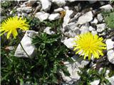 Poglobil sem se tudi v to rumenko. Naj bi bila nizka škržolica-Hieracium humile.