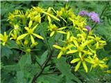 Fuchsov grint-Senecio ovatus subsp, ovatus .