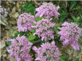 Rožnordeči dežen-Heracleum austriacum subsp. siifolium