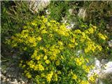 Skalni grint-Senecio rupestris-najden na Kriški planini. najdem ga vedno na istem rastišču. Zelo podoben je razkrečeni in šentjakobov. ločimo jih po listih.