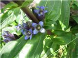 Navzkrižnolistni svišč-Gentiana cruciata-najden letos na Kriški planini pod Krvavcem-tam ga najdem vsako leto na pašniku.