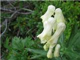 Ozkočeladasta probjeda je tudi tukaj.Na Flora alpina jo opredeljujejo kot navadna preobjeda-Aconitum lycoctonum subsp. vulparija.