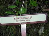 Rumeno milje.