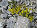 Planinska homulica Sedum alpestre-najdena na meliščih Begunjščice.Ostra, šesterokotna, upognjena ni , ker imajo te vrste drugačne liste.